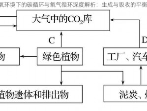 《缺氧环境下的碳循环与氧气循环深度解析：生成与吸收的平衡机制》