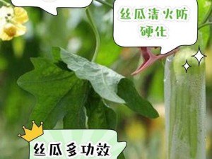 一款汇集了丝瓜、草莓、向日葵、秋葵等丰富营养的加油站