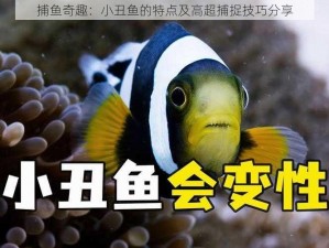 捕鱼奇趣：小丑鱼的特点及高超捕捉技巧分享