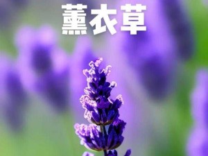 薰衣草研究所官网入口地址——了解薰衣草，从这里开始