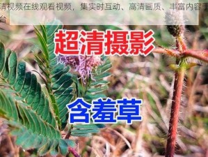 含羞草高清视频在线观看视频，集实时互动、高清画质、丰富内容于一体的在线视频平台