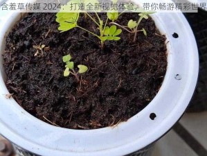 含羞草传媒 2024：打造全新视觉体验，带你畅游精彩世界