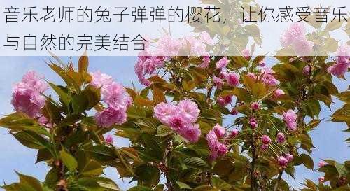 音乐老师的兔子弹弹的樱花，让你感受音乐与自然的完美结合