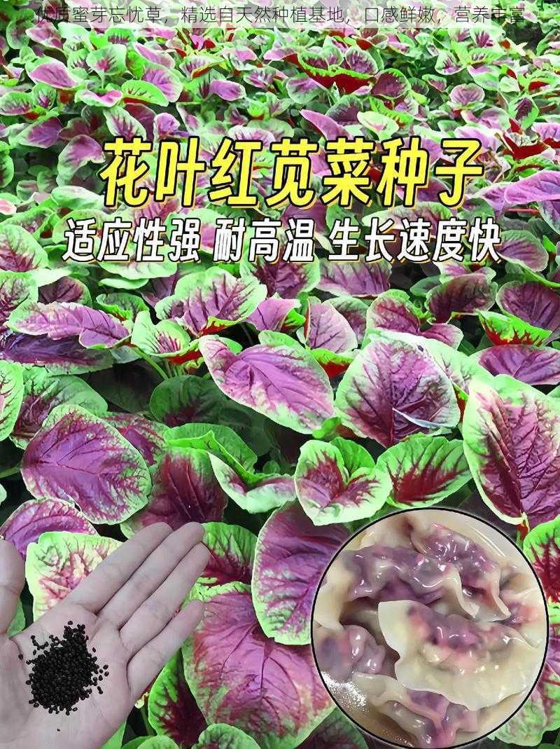 优质蜜芽忘忧草，精选自天然种植基地，口感鲜嫩，营养丰富