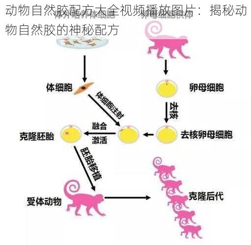 动物自然胶配方大全视频播放图片：揭秘动物自然胶的神秘配方