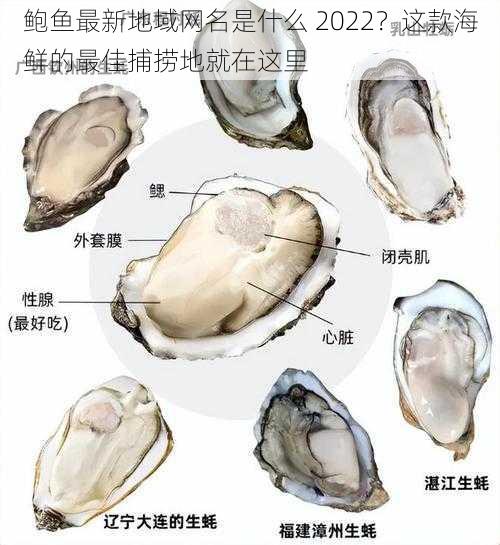 鲍鱼最新地域网名是什么 2022？这款海鲜的最佳捕捞地就在这里