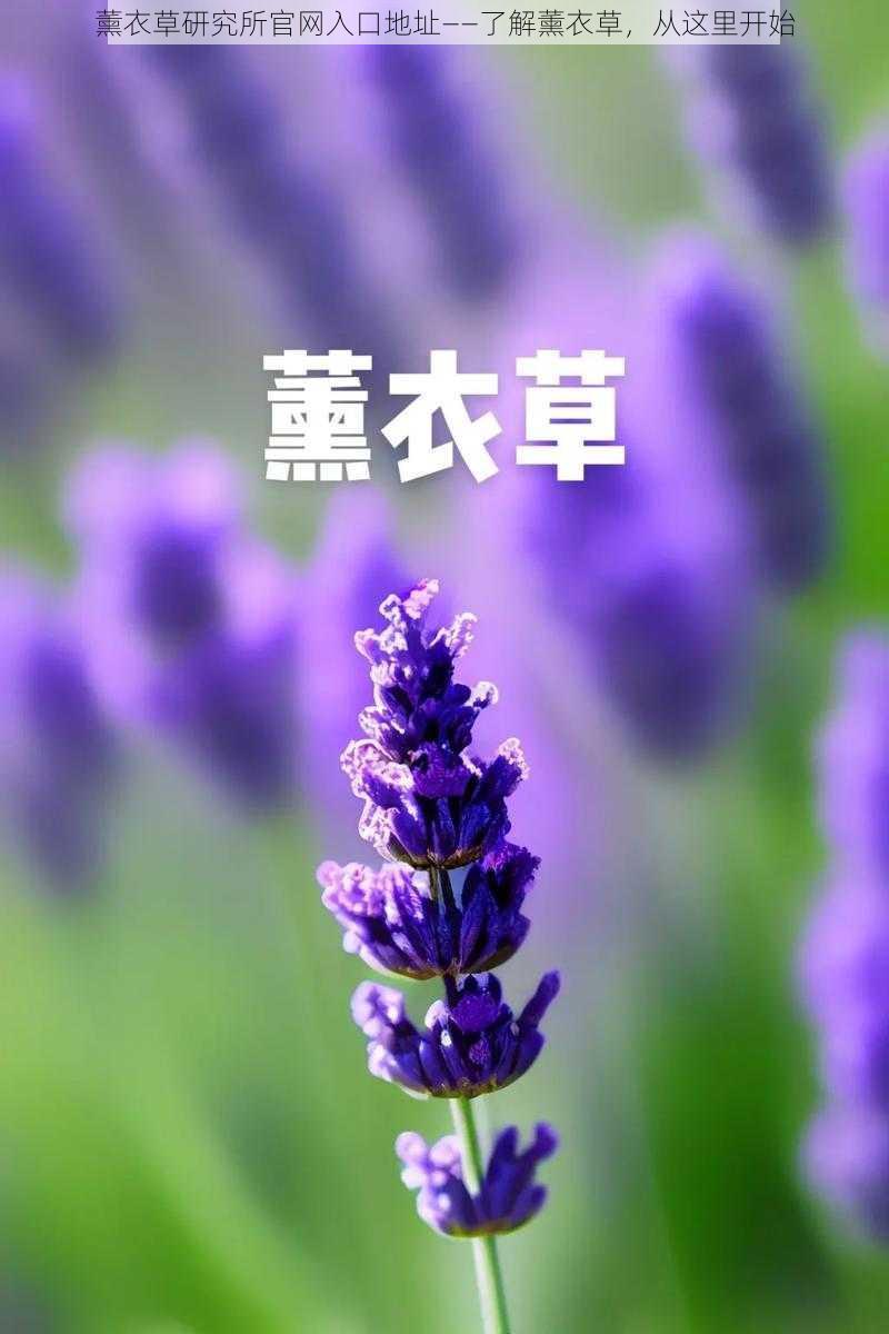 薰衣草研究所官网入口地址——了解薰衣草，从这里开始